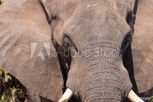 Picture of Elephant close up